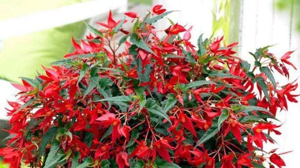 Don’t eat the ‘tomatoes’ on your potato plants! Plus tips for keeping your fuchsia blooming