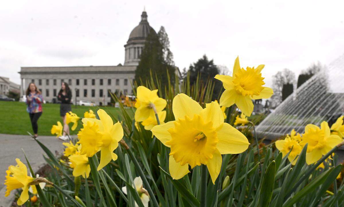 After a very wet and cold winter season finally begins to loosen its grasp of the south sound signs of spring begin to sprout up on March 26, 2025 at the state capitol in Olympia. As temperatures rise and the rains subside colorful daffodils and emerging cherry blossoms should begin to create a palette of spring colors by early April.