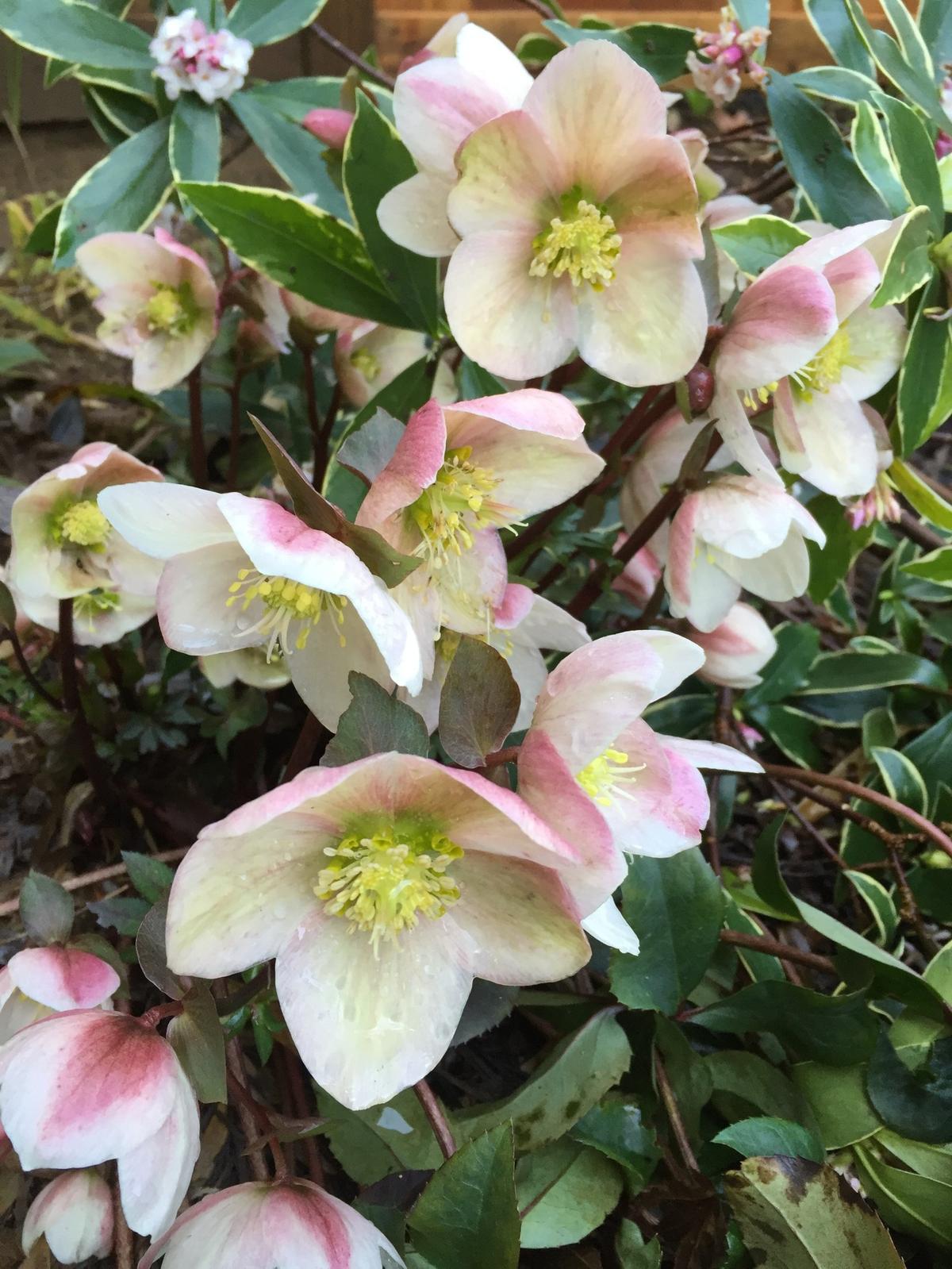 Hellebores are perfect for the Western Washington climate.