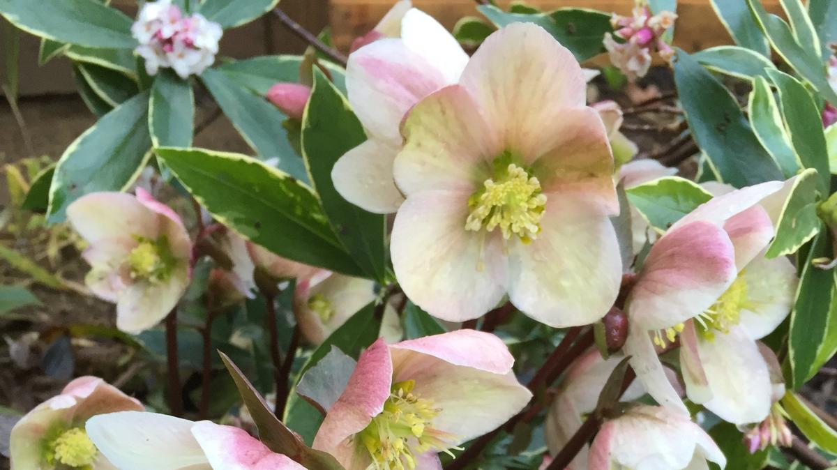 Hellebores are perfect for the Western Washington climate.