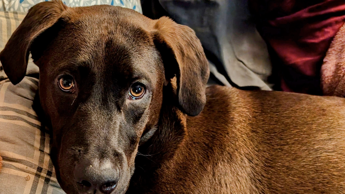 Kevin McNugget Brownie Burt was killed by a hit and run driver on Yelm Highway Thursday night., Oct. 9.