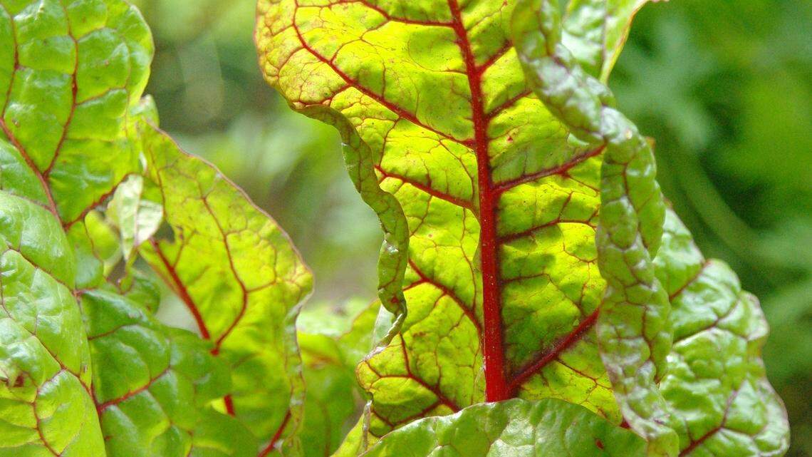 Sow the seeds of change, and adopt these 5 gardening resolutions for the new year