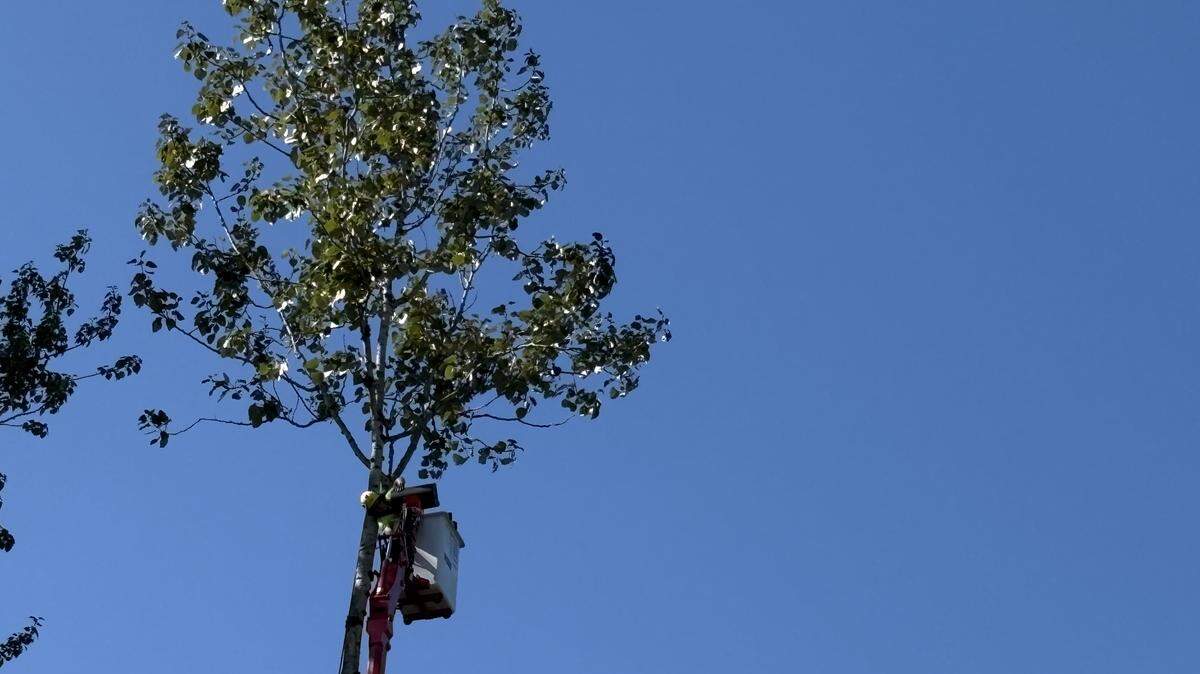 A crew member works on a tree that towers over the homeless camp known as the ‘Jungle’ in Olympia on Wednesday.