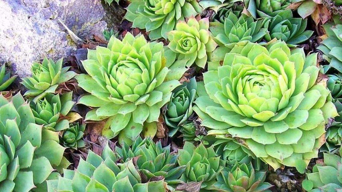 Find out how succulents can help you reduce watering and weeding in your landscape
