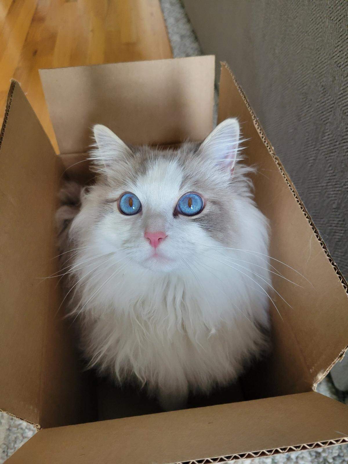 Darren, a 1-year-old ragdoll cat from Lacey, was voted the cutest cat in Thurston County. His owner describes him to be very cuddly, but also mischievous.