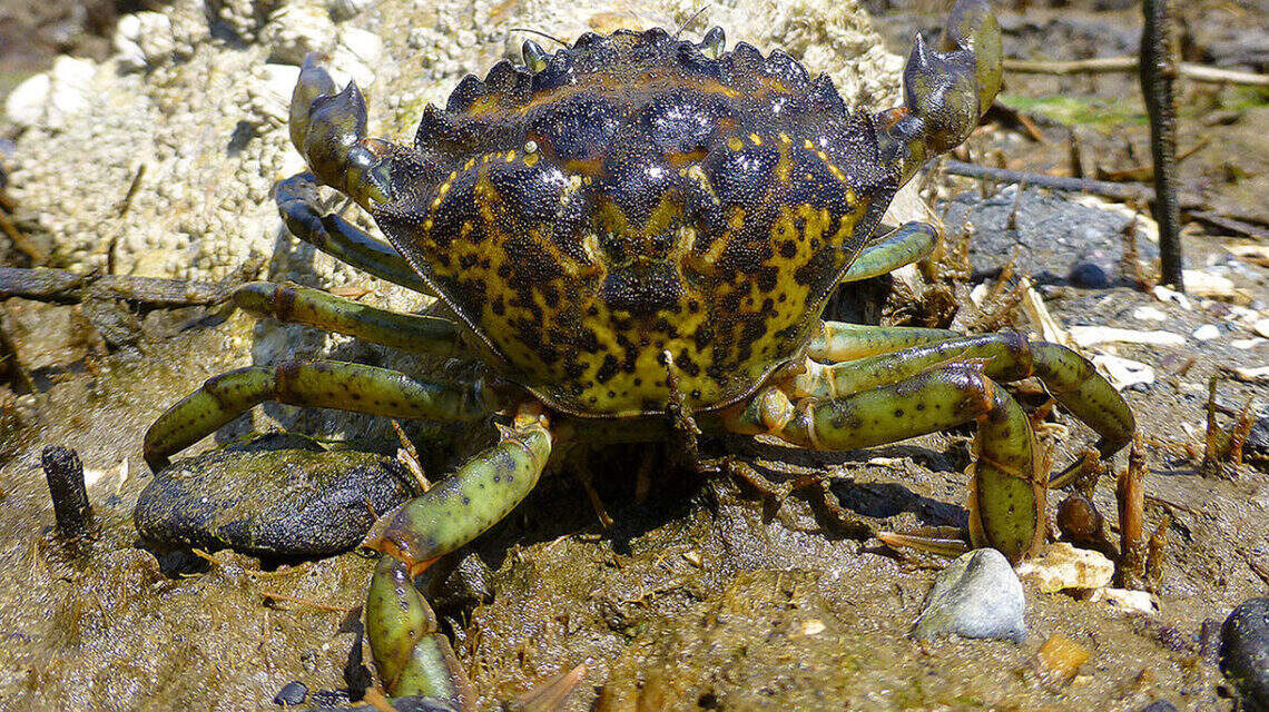 One of the worst invasive species threatens WA waters. Here’s what to do if you see it