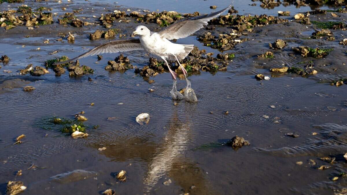 Budd Inlet is closed to recreational shellfish harvesting | The Olympian