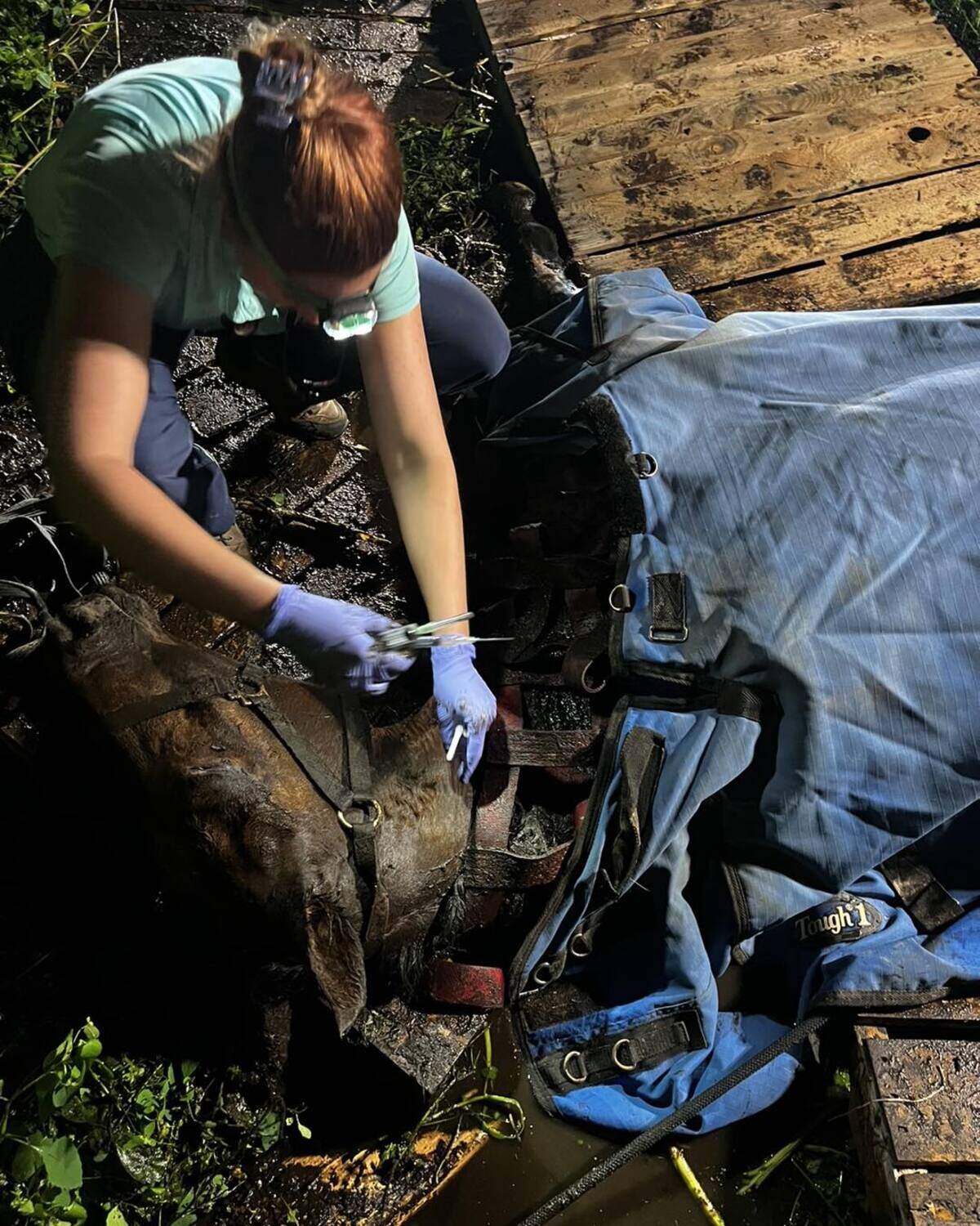 A veterinarian from Olympia Equine Veterinary Services tends to Nanna, a horse stuck in the mud near Hicks Lake. Lacey Fire District 3 got the horse out of the mud late Thursday, Aug. 8.