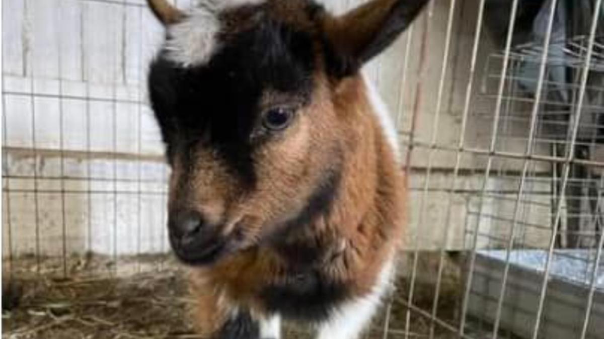 Penny, a 3-month old Nigerian Dwarf goat, was reunited with her family Tuesday after she was taken from the Grays Harbor County Fair in Elma on Saturday evening.