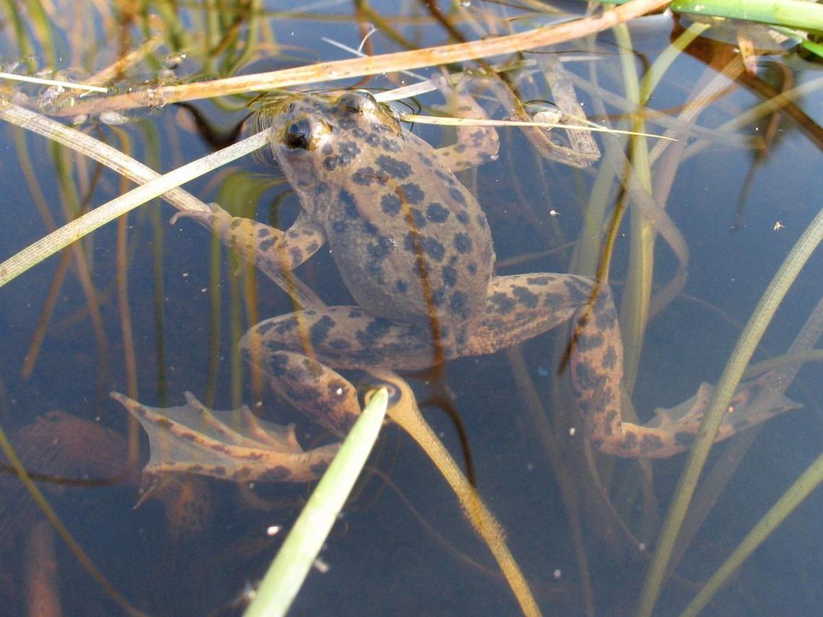 Oregon spotted frog adult at Dilman Meadows, near Wickiup Reservation, Oregon.