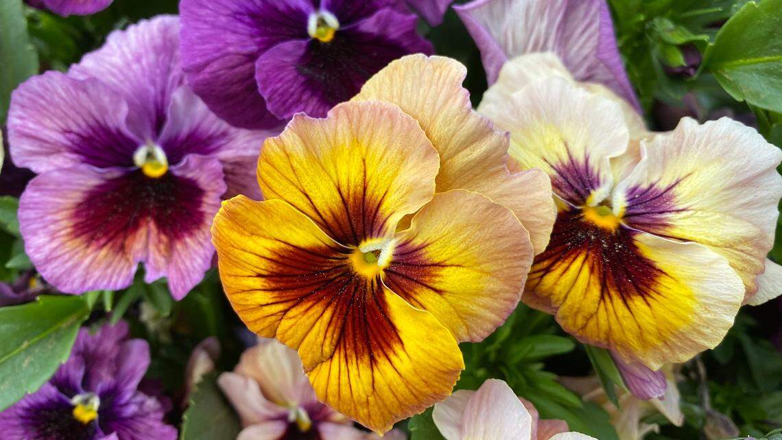 May Day means it’s finally time to buy bedding plants for Western Washington gardens