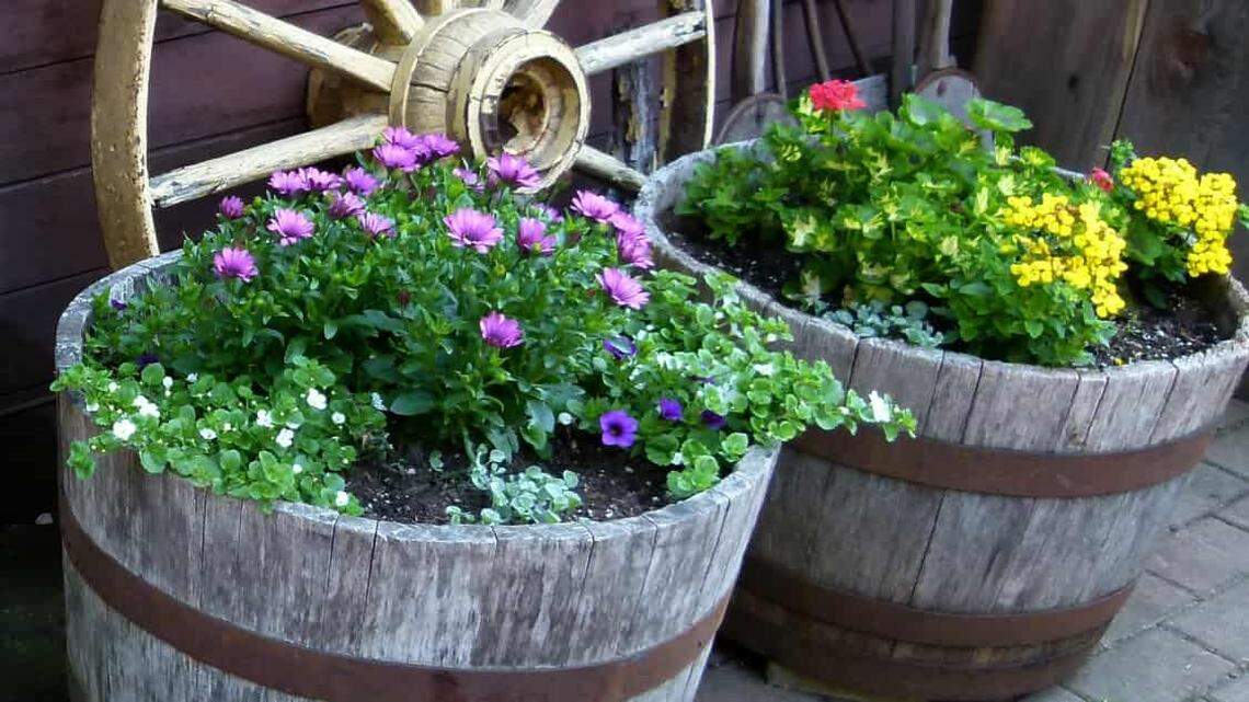 Tips for spending less but growing more in your Western Washington garden