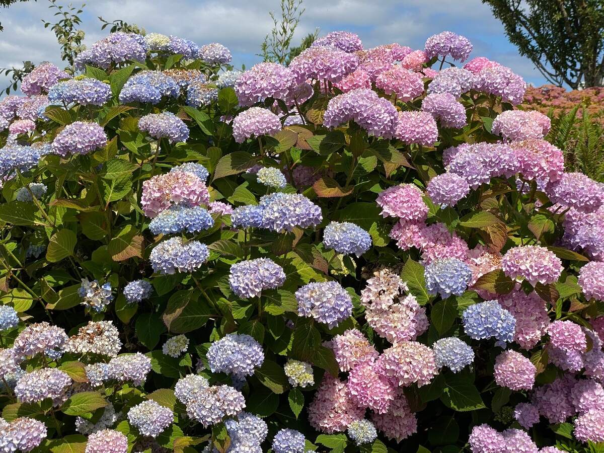 The most common hydrangea with big, round blooms such as Endless Summer and the big leaf or macrophylla varieties prefer shade from the afternoon sun or the foliage will show signs of leaf scorch. Sometimes too much fertilizer also will cause brown tips and brown patches on leaves.&nbsp;