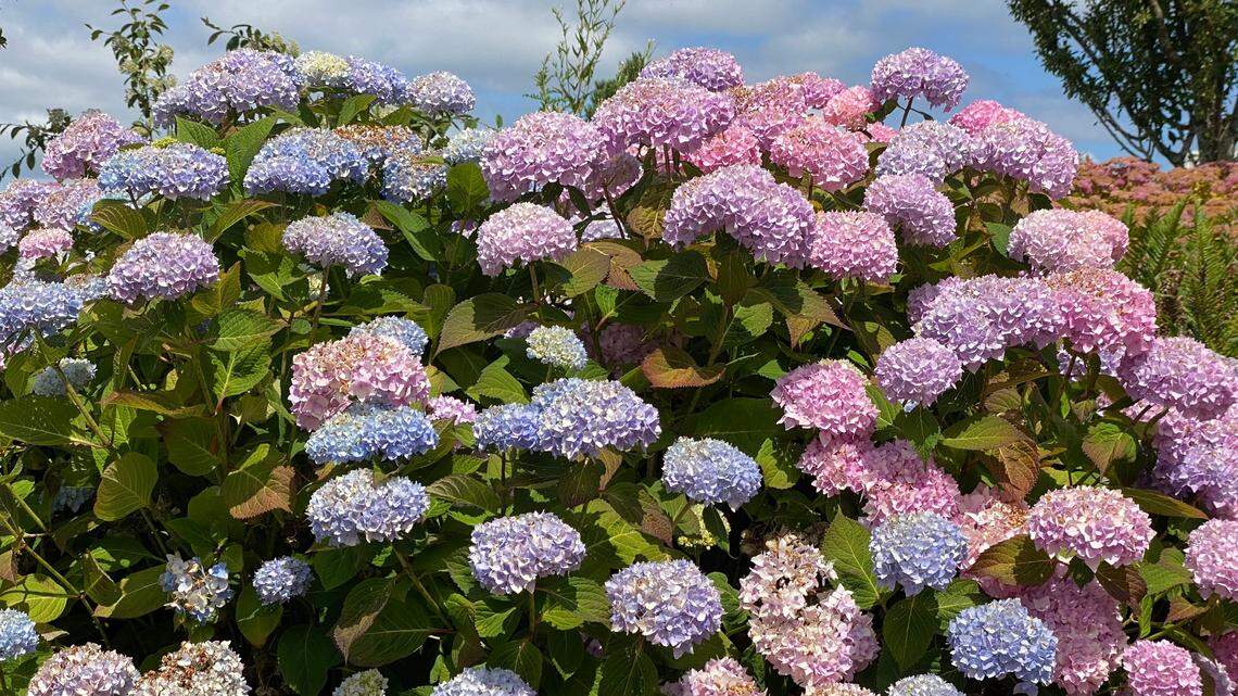 Marianne Binetti’s advice on hydrangeas and other plants to prune this month