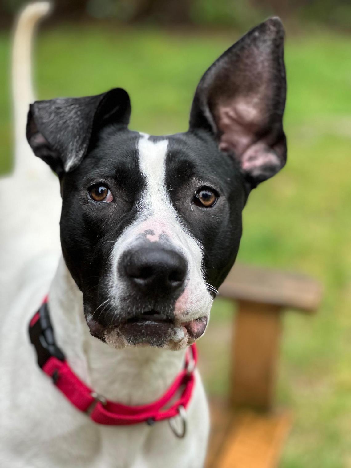 Maybelline, a terrier mix, has been in the shelter since March and is looking for a forever home.