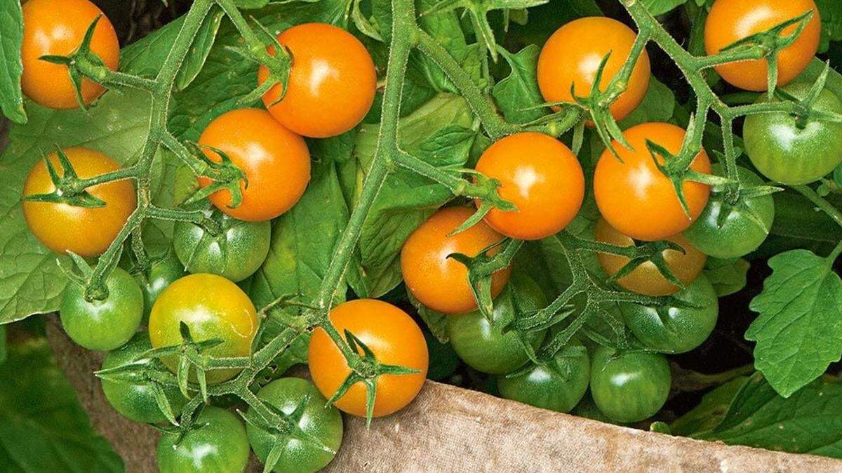 Sun Gold cherry tomatoes are among the most dependable tomatoes to ripen by August in Western Washington.
