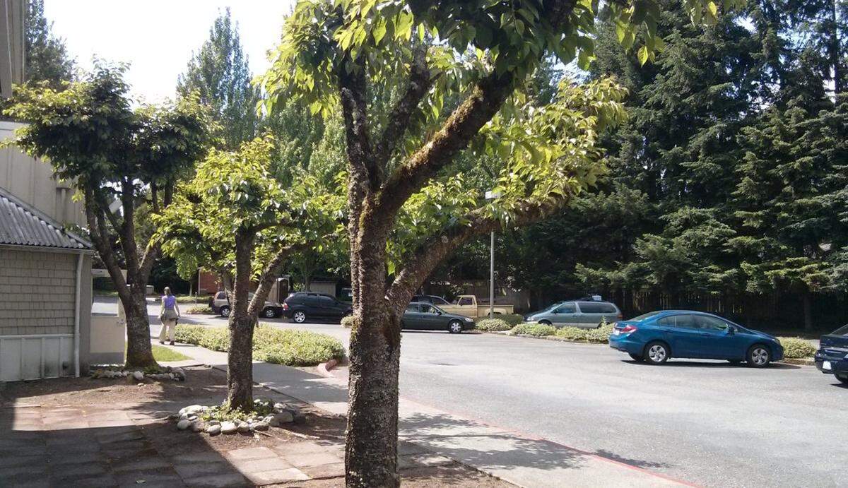 The safe parking lot at Lake Washington United Methodist Church in Kirkland. On any given night, about 30 cars are parked in there.