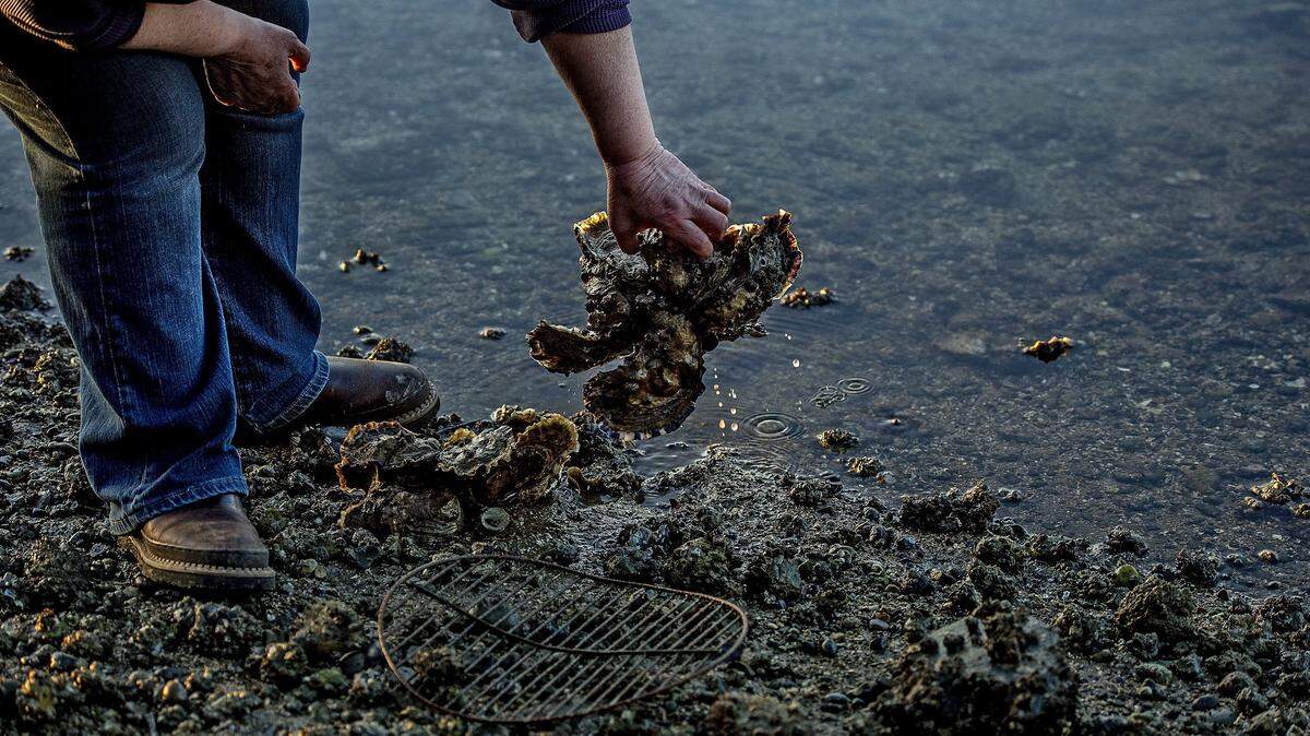 Dale Skrivanich picks up a cluster of oyster shells from the muddy tidelands of Vaughn Bay Saturday April 2, 2016. Skrivanich, along with other residents of Vaughn Bay, contend that runoff pollution is adversely impacting the shellfish in the bay.