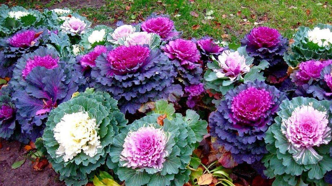 It’s fall yard work season in Western Washington. Here’s what to do for your lawn and garden now