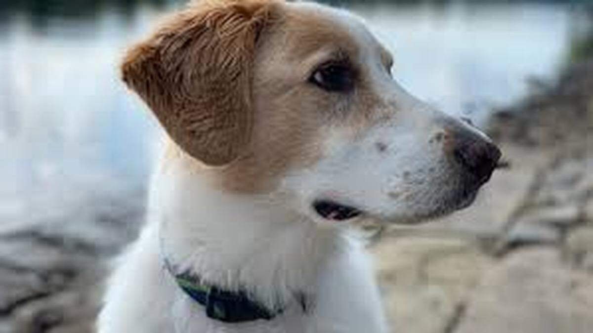 The 2025 New York Dog Film Festival is screening Sunday, May 4, at Olympia’s Capitol Theater. The festival includes 100 minutes of short films that celebrate canines and the people who love them.