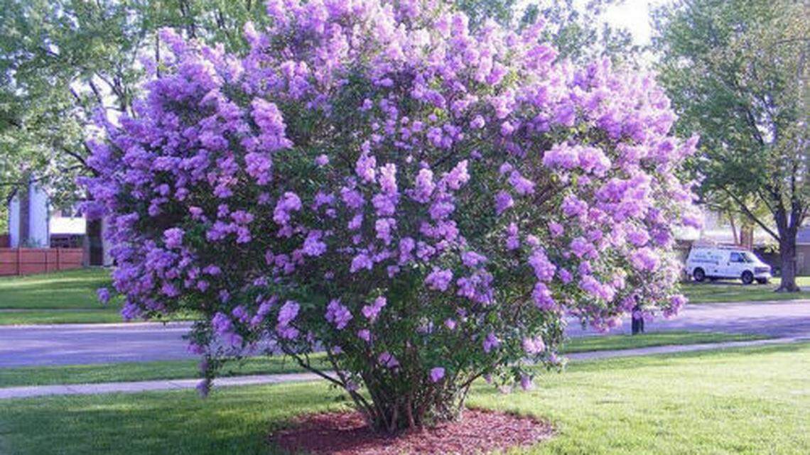 Garden guru’s tips on pruning, insects and having your flowers and eating them too