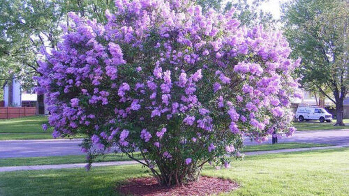 Lilacs in Western Washington can be thinned out by removing weak or crossing branches and by cutting the oldest stems or trunks close to ground level. This gives the younger side shoots a chance to take over.