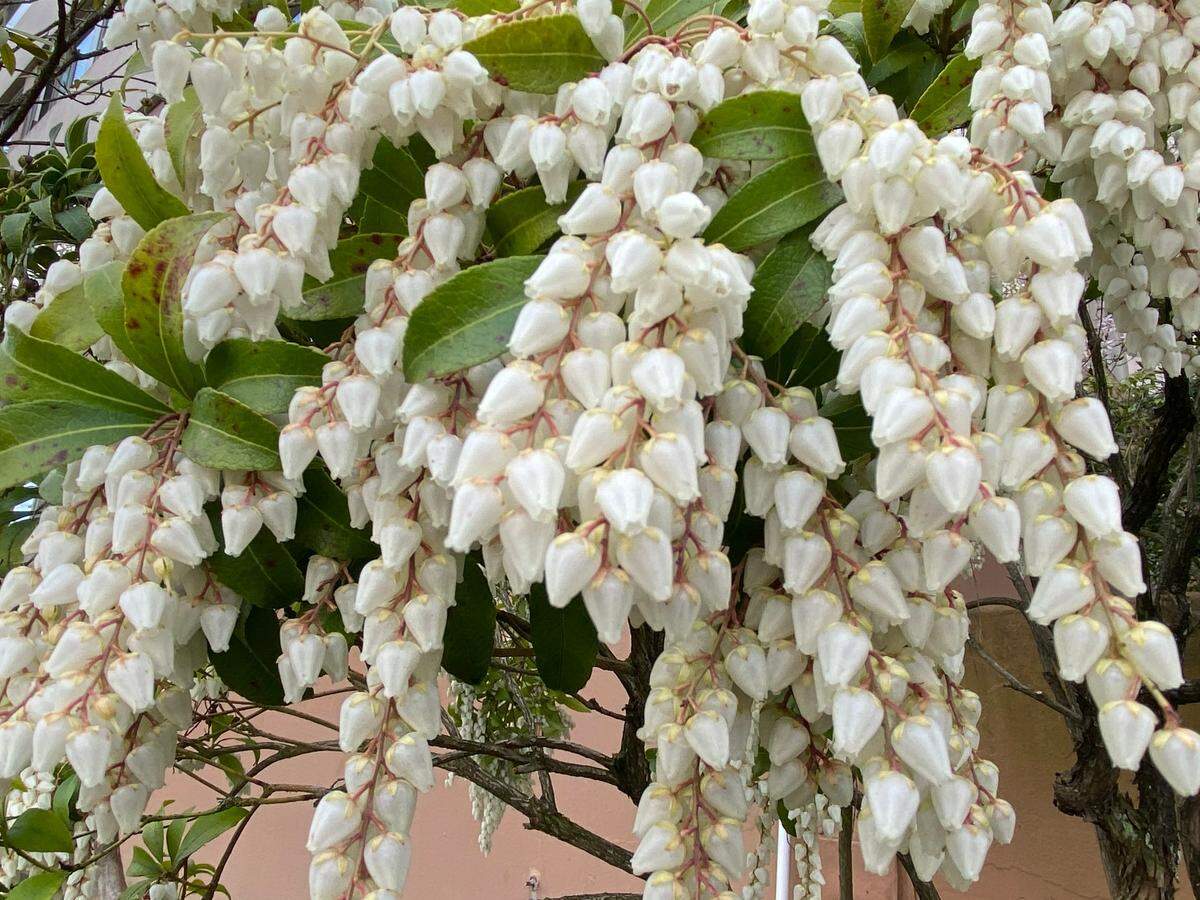 If you see notches on the leaves of your Pieris japonica, it’s likely a sign of root weevils, which hide in the soil during the day then use low-hanging branches to climb into the shrub at night to feed on foliage.