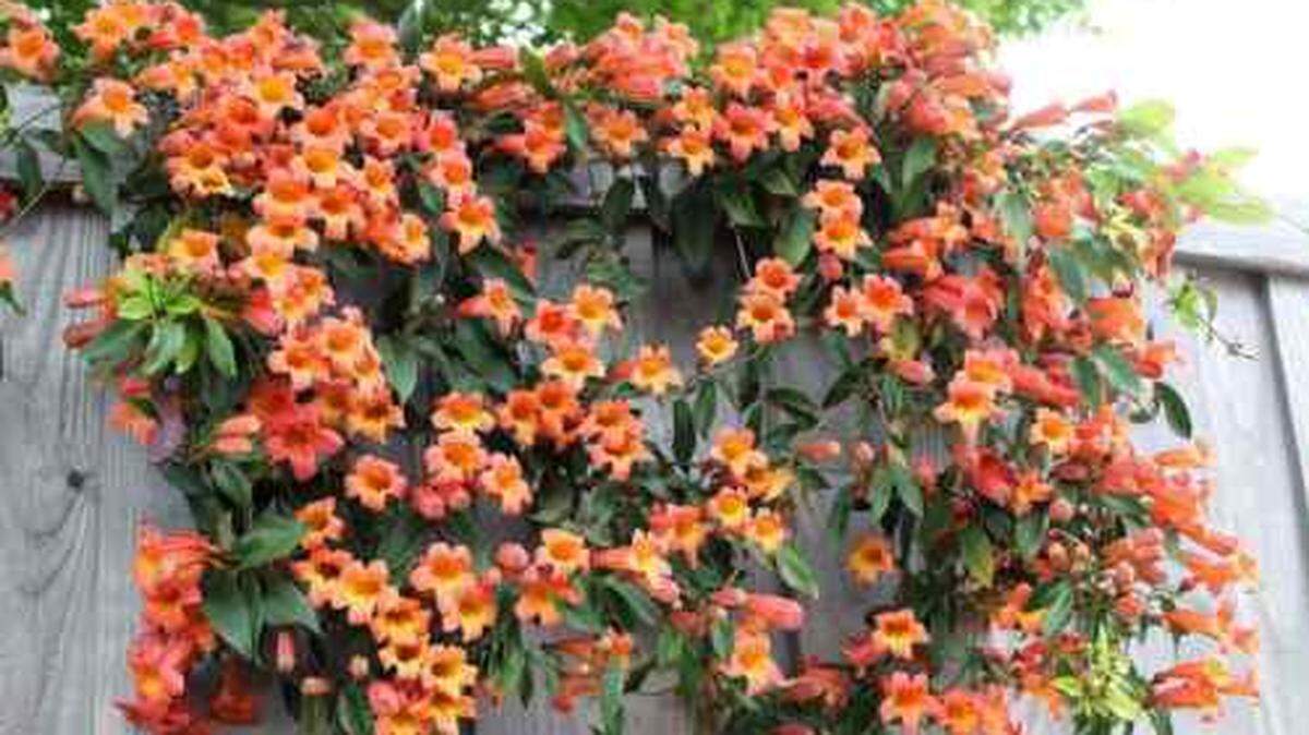 Trumpet vine, or Campsis, is a heat-loving vine that is usually kept in check in Western Washington by the usually cool summers. However, if our hotter summers have prompted yours to sprawl, a severe pruning now should help. You can maintain a better behaved vine by cutting growth back by one third each spring.