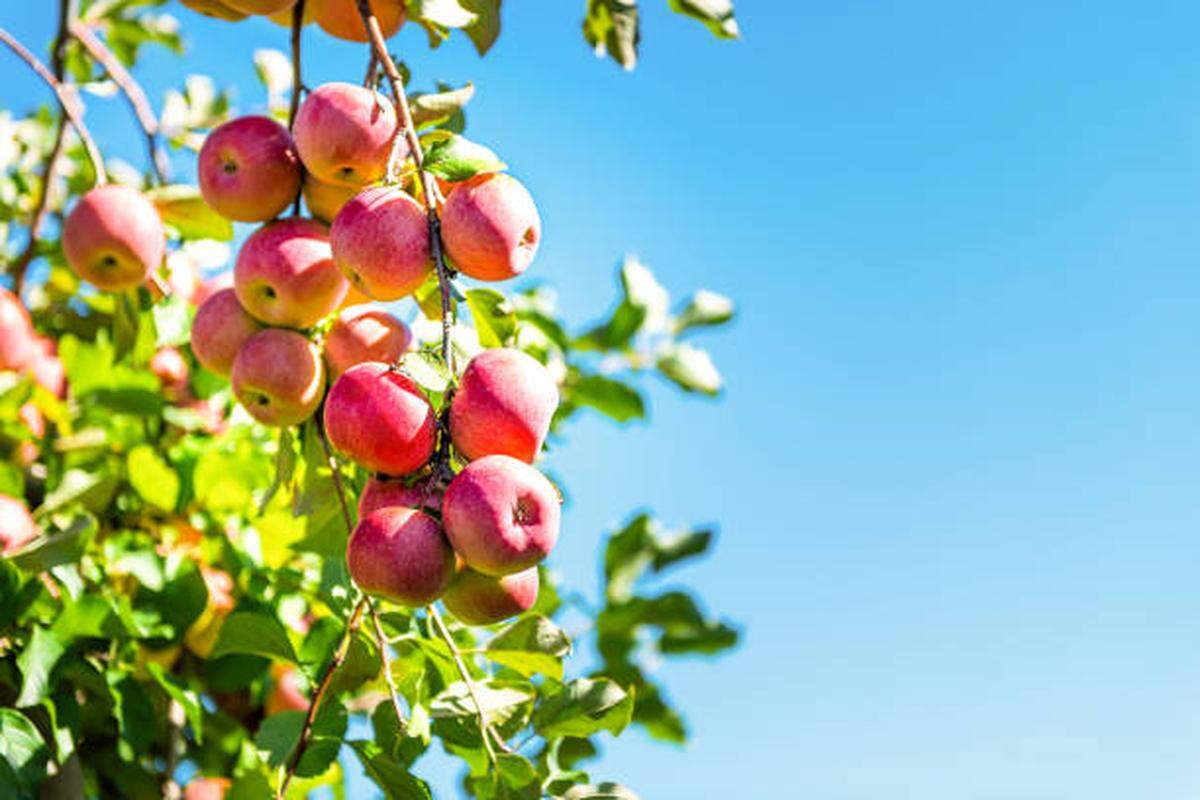Apple tree branch weighed down by pink lady fruit.