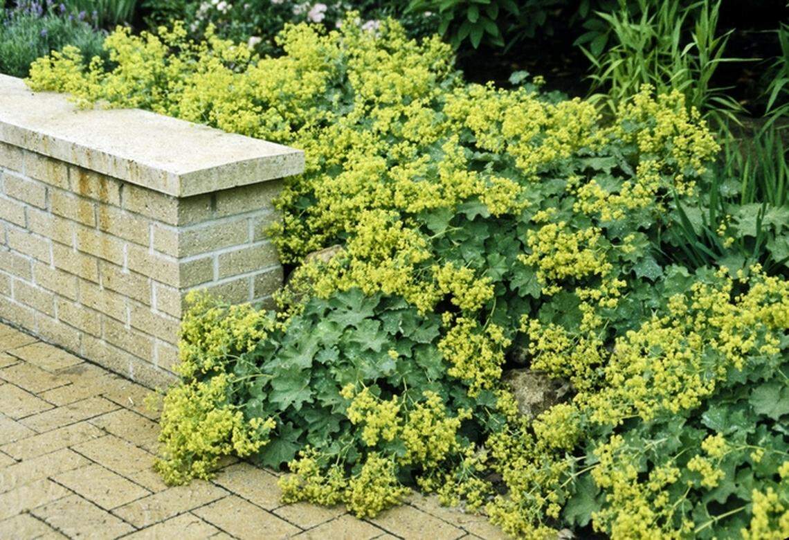 Alchemilla, or Lady’s Mantle, can be invasive, but is easy to control. Just snip off the foamy yellow blooms when they start to fade -- this plant reseeds only from spent flowers, not through underground root systems.