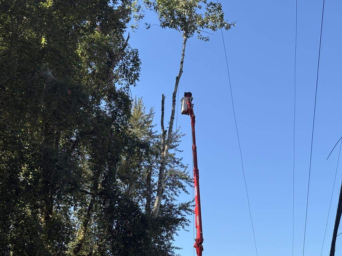 A crane extends to get a crew member closer to the top of a tree at the homeless encampment known as the Jungle on Martin Way.
