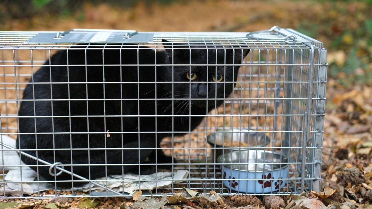 Mowgli, a 10.6-pound black cat, sits in his cage at a trailhead behind the Joint Animal Services shelter in Olympia on Oct. 20. The feral cat had been neutered, vaccinated and released as part of the shelter’s “community cat program.”