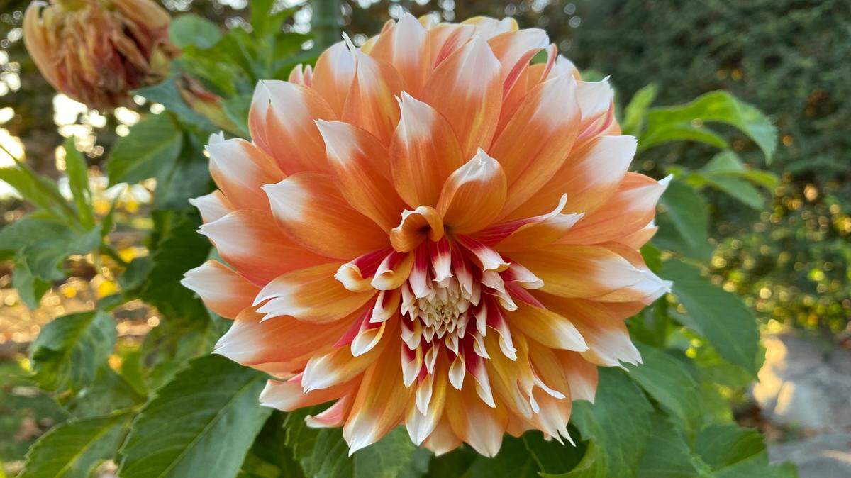 It’s important to fertilize, stake and prune dahlias to keep them happy and blooming.