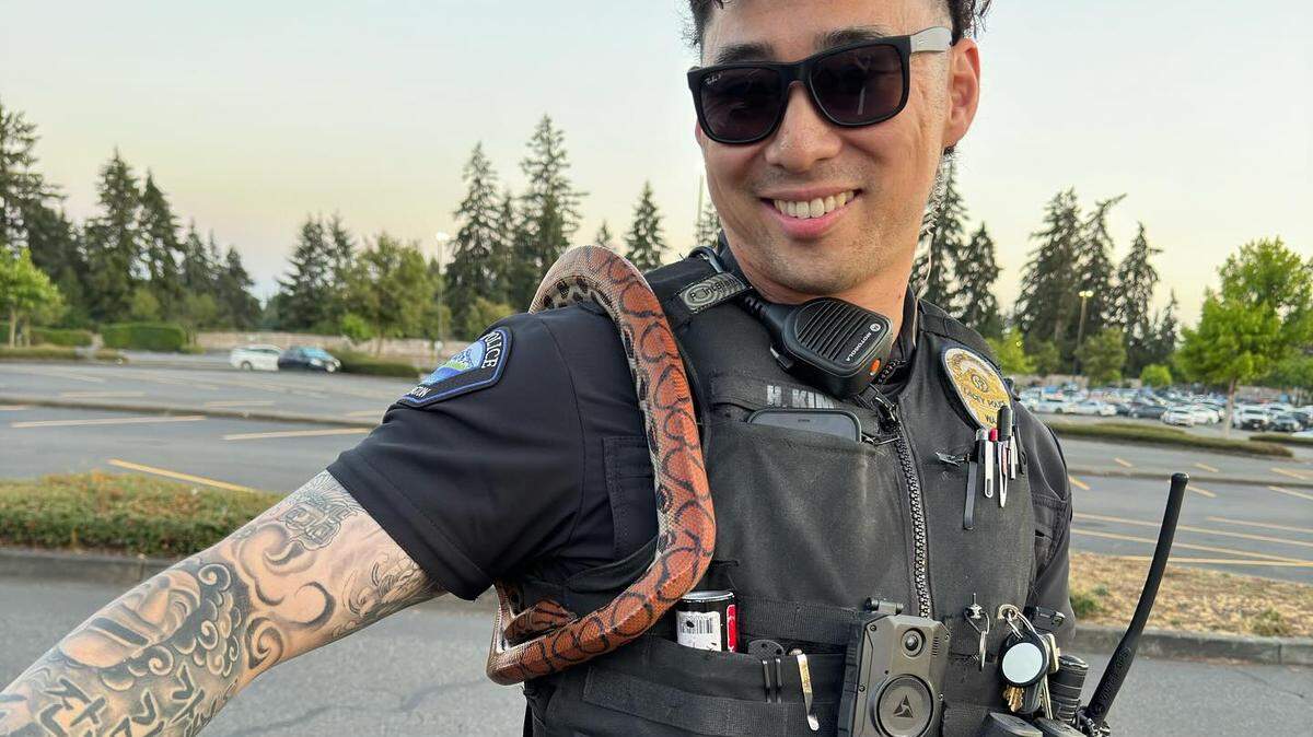 Lacey police found the snake the evening of Wednesday, July 17, in the parking lot of the Walmart on Galaxy Drive Northeast.