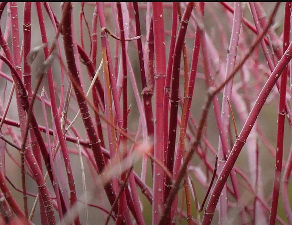 The Arctic Fire dogwood is a compact version of the traditional red–twig dogwood. The foliage falls from the stems in the fall and the bright red stems remaining are useful for holiday décor as well as brightening the winter landscape.&nbsp;