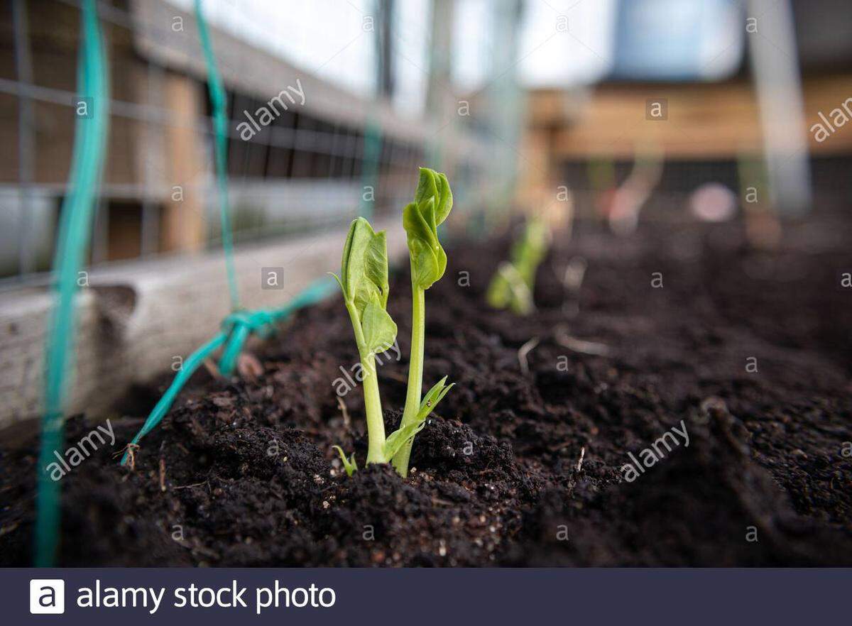An early pea seedling pokes itself up through the soil. Cool season crops such as radishes, peas, lettuce and cabbage can be started directly in the ground when the soil is dry enough to crumble in your hand — usually mid March in Western Washington.
