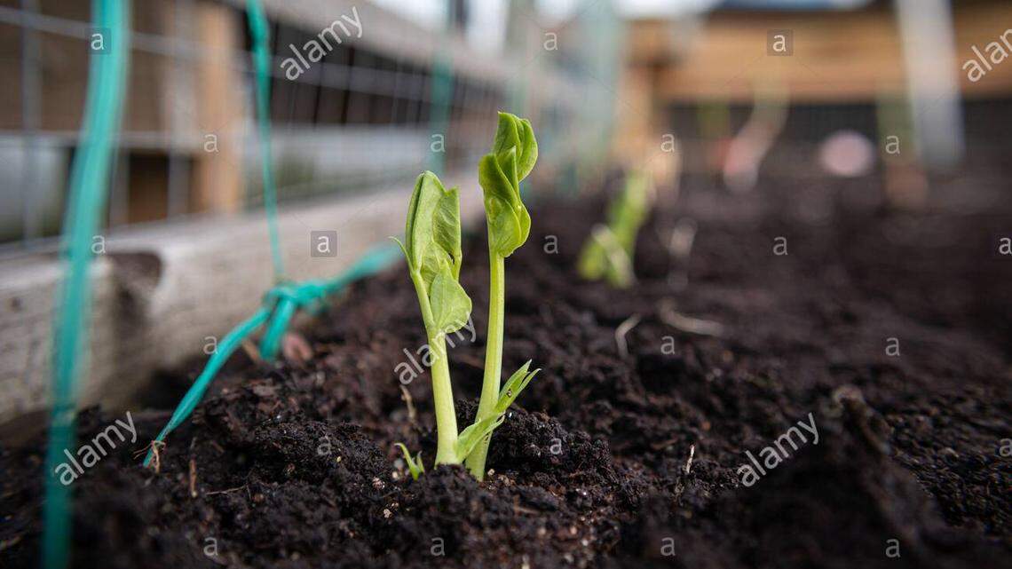 Is it time to plant peas yet? Only for some of us in Western Washington
