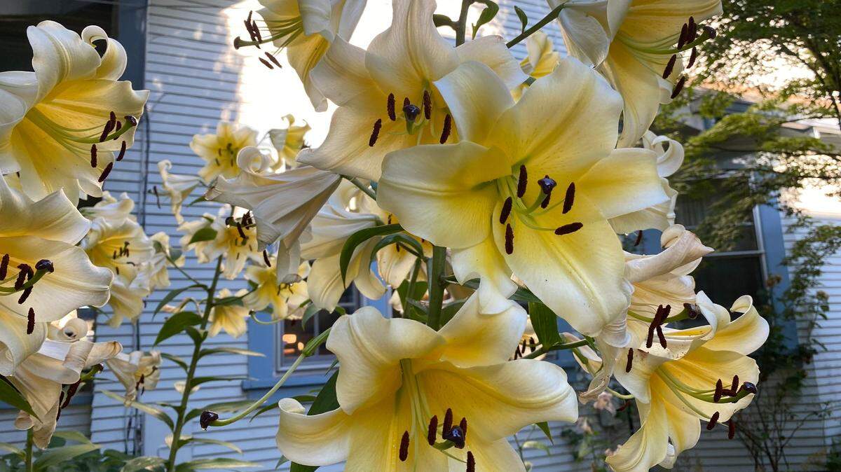 Once your lily blooms have faded, you should cut off the faded flower, but don’t cut the tall stem with the foliage. Lilies need the green leaves on that stem to make food for next year’s lily blooms.