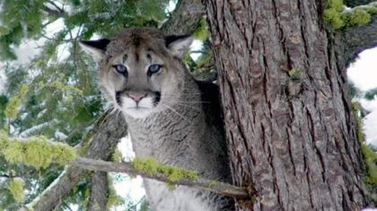 The Washington Department of Fish and Wildlife recommends not making any sudden movements if you run into a cougar while hiking.