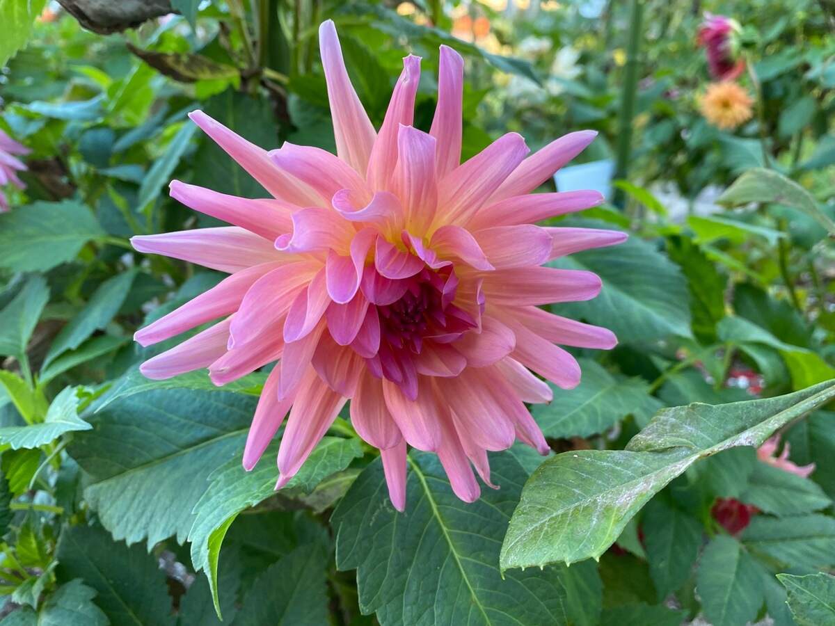 Not feeding perennial plants such as dahlias in late summer is often recommended as they must survive the winter and new growth late in the summer may not have time to toughen up before winter.&nbsp;