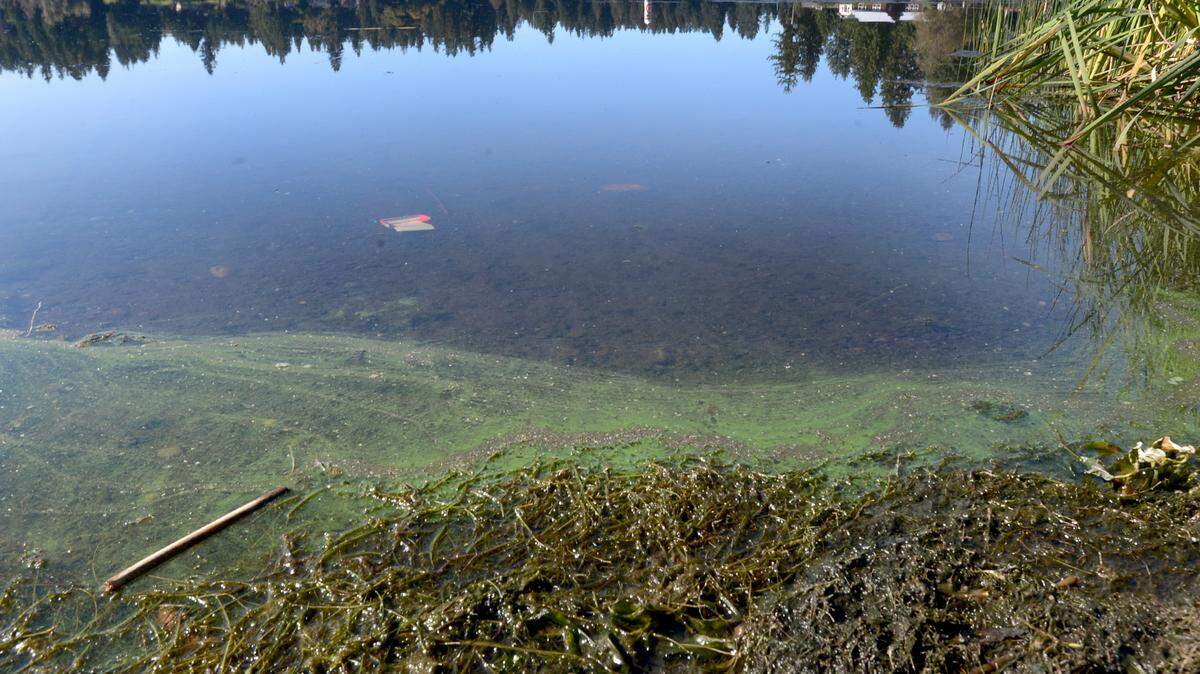 Here’s what an algae bloom looked like at Pattison Lake in 2019.