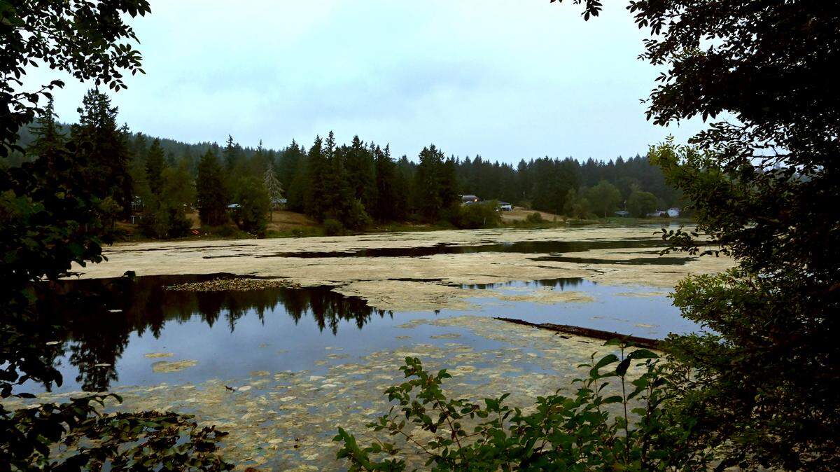 Thurston County is warning the public to avoid Mcintosh Lake off of State Route 507 after lab results confirmed high levels of microsystins amid a toxic algae bloom.