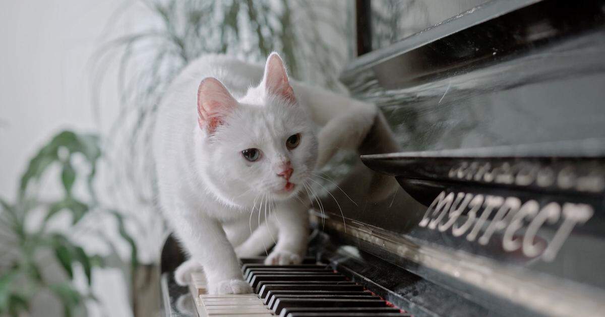 Musical felines abound in the 2023 CatVideoFest.