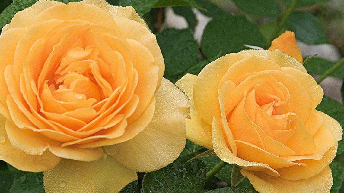 Tips for maintaining roses, lady’s mantle and nandina in your Western Washington garden