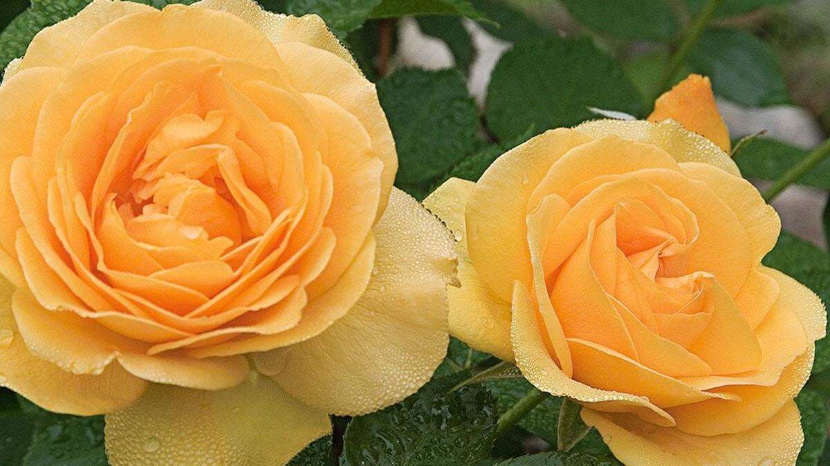 The Julia Child rose is a fragrant rose with a multitude of blooms.