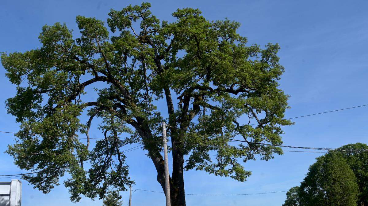 A regional arborist who has worked on the historic Meeker-Davis tree Ray Gleason stands below the massive giant along Old Highway 99 on May 15, 2024 as the Tumwater City Council considers removal of the centuries-old oak.