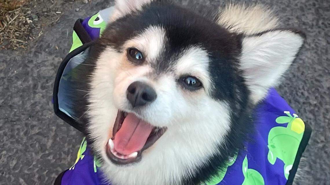 Meet Thurston County’s cutest dog: Maverick, a 1-year-old pomsky who is pawsitively precious