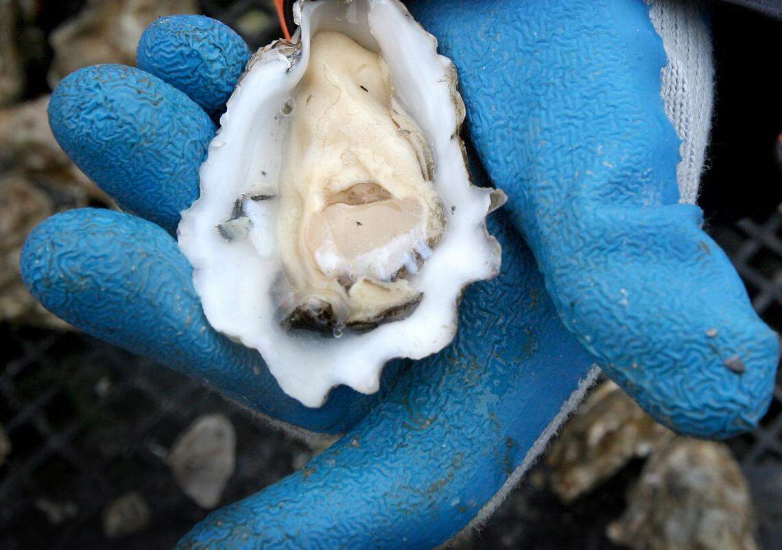Puget Sound Restoration Fund executive director Betsy Peabody holds one of the Pacific oysters harvested in 2011 at the Henderson Inlet Community Shellfish Farm. Portions of the inlet did not meet public health standards during an annual evaluation period, the Washington state Department of Health announced Wednesday, May 4.