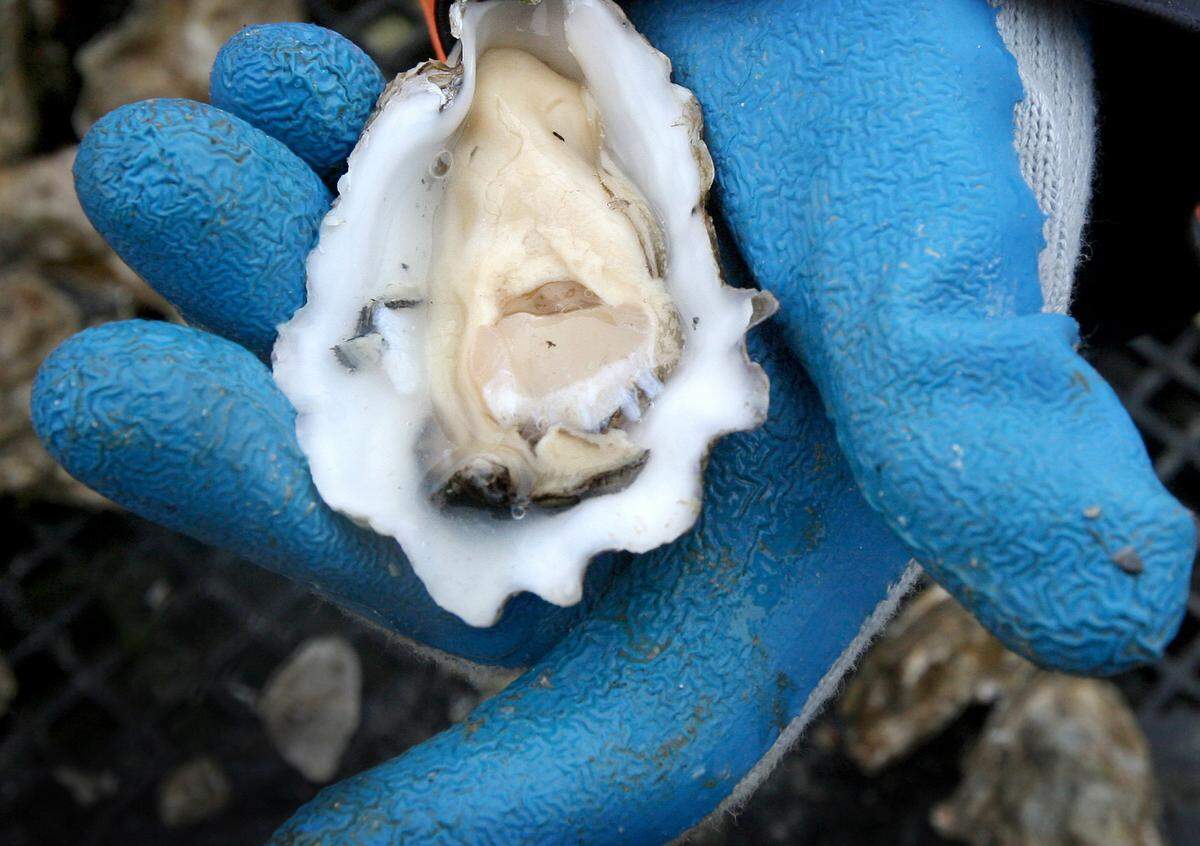 Puget Sound Restoration Fund executive director Betsy Peabody holds one of the Pacific oysters harvested in 2011 at the Henderson Inlet Community Shellfish Farm. Portions of the inlet did not meet public health standards during an annual evaluation period, the Washington state Department of Health announced Wednesday, May 4.