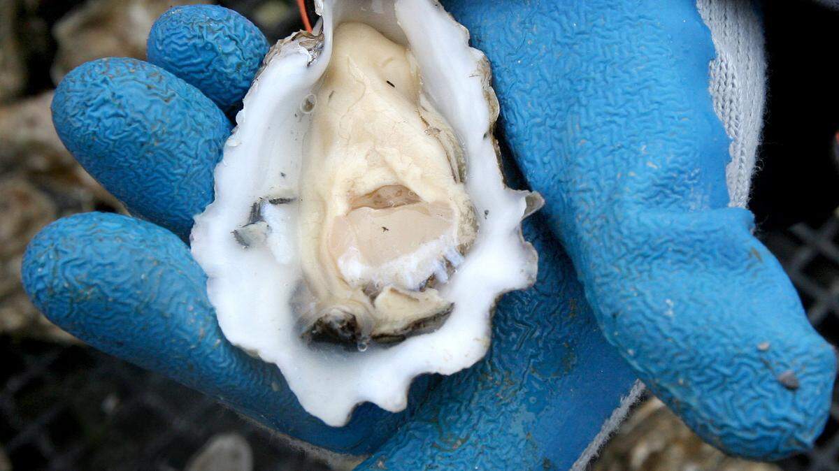 Portions of Henderson Inlet did not meet public health standards during an annual evaluation period, the Washington state Department of Health announced Wednesday, May 4.